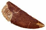 Serrated, Raptor Tooth - Real Dinosaur Tooth #251689-1